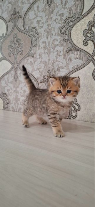 Британские котята шиншиллы