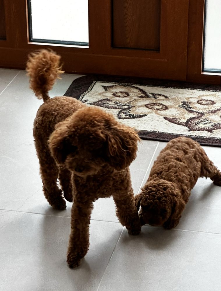 Пудел той / Poodle toy