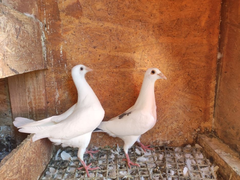 Pui Porumbei voiajori!