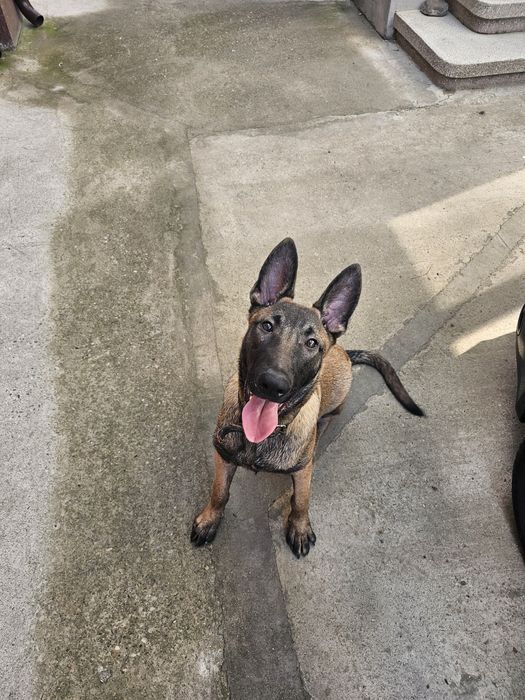 Ciobanesc belgian malinois