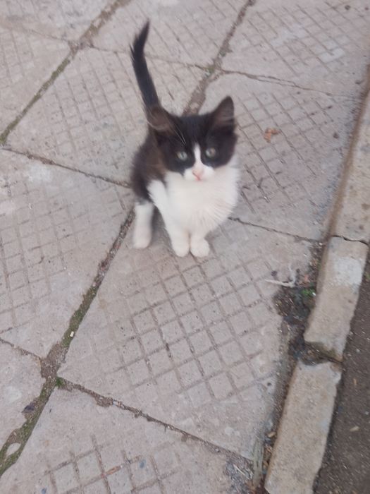 Подаряват се две котенца