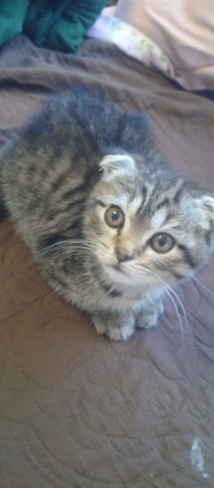 Продаются два котята мальчик и девочка веслаух скотишфулд британия