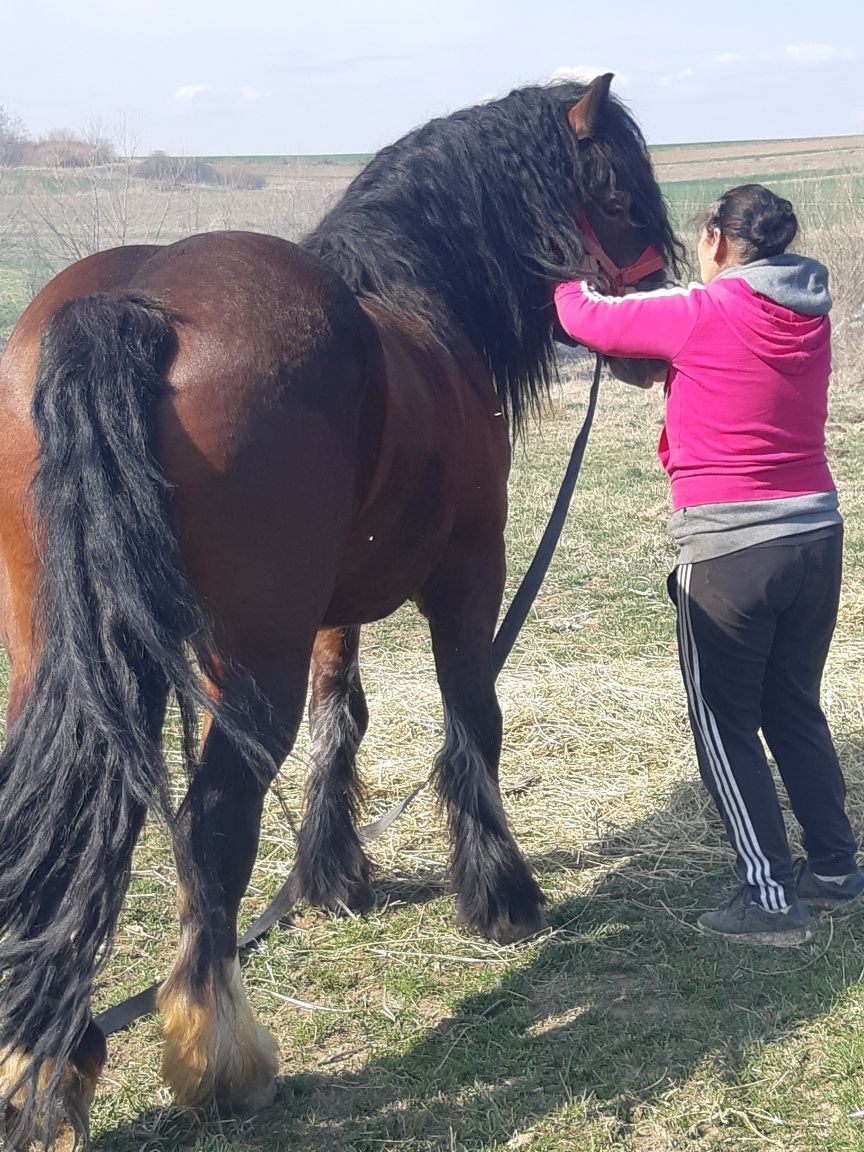 De vânzare o pereche de armăsari și un mânz de un an