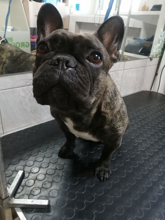 Груминг. Тримминг. Стрижка, экспресс-линька, мойка кошек и собак