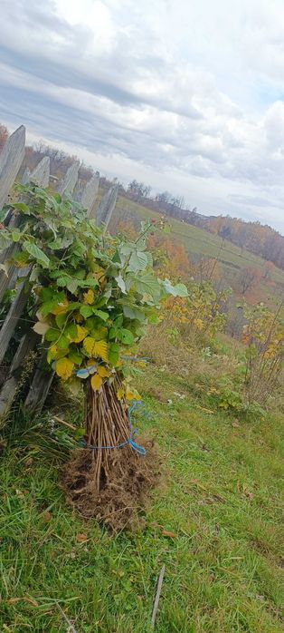 Vând Butași de zmeură Polka