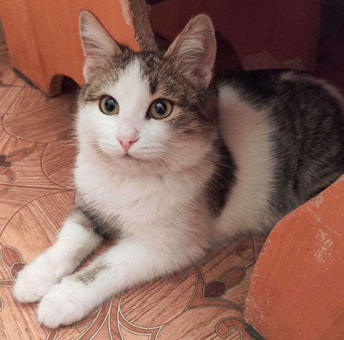 Котенок в добрые ручки.