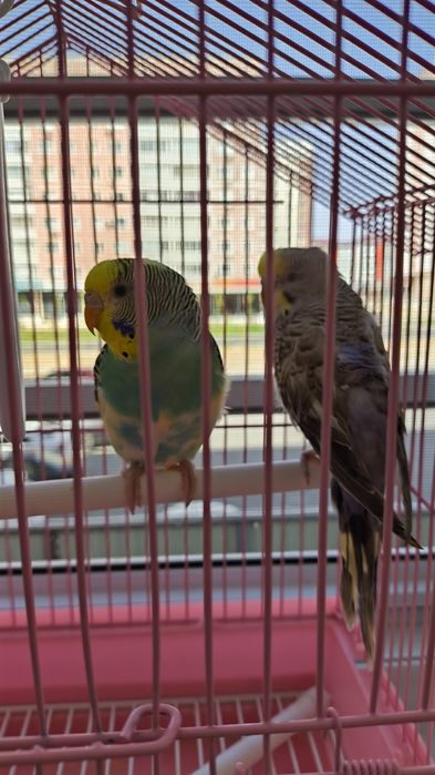 Волнистый попугай