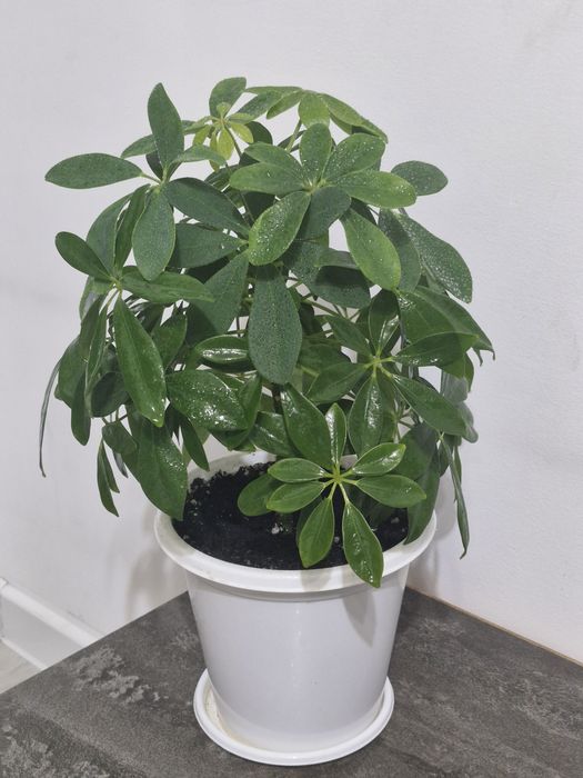 Комнатное растение Шеффлера