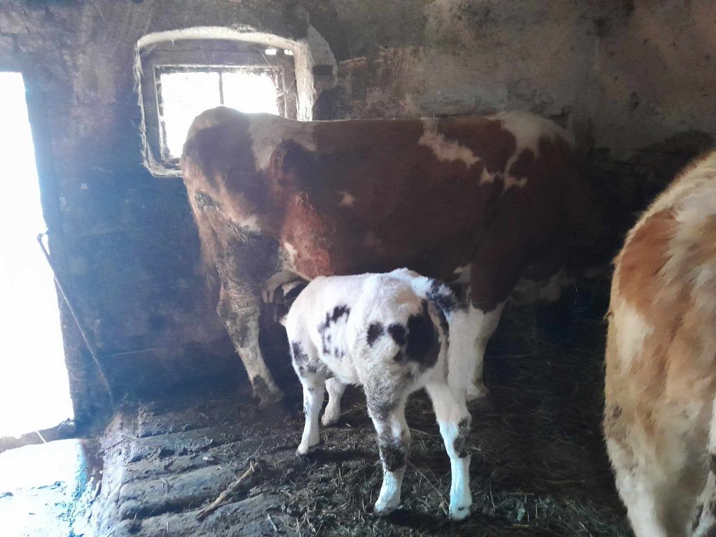 Vacă și vițel de aproape 2 luni