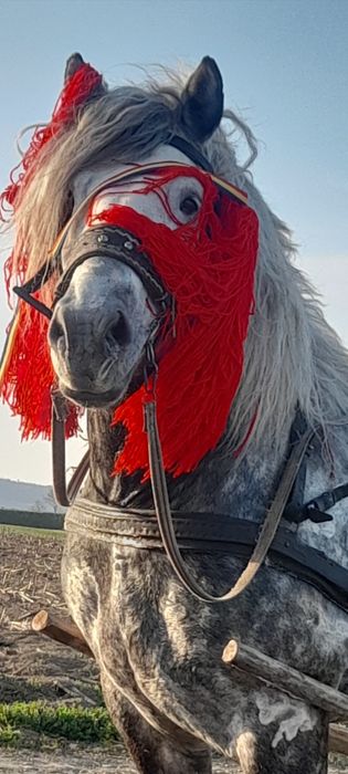 Cai pentru monta și tractiune și padure