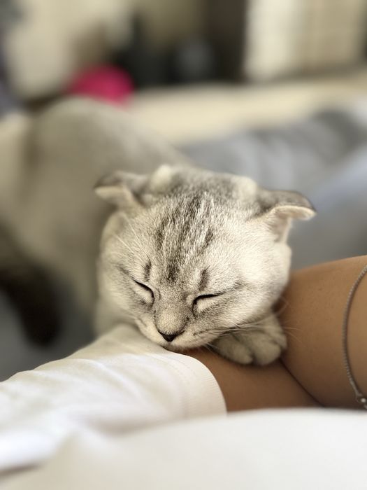 Mushukcha 4oylik juda aqilli qiz bola asl zotli mushuklarlarga quziqad