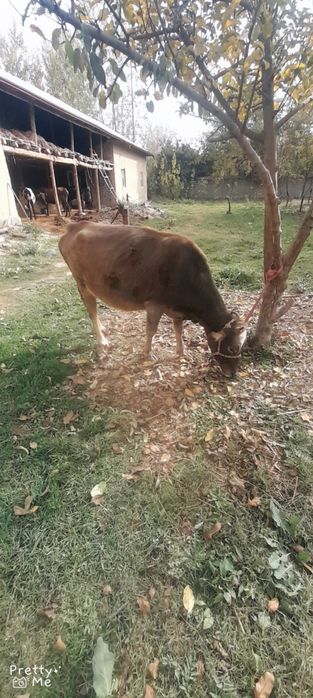 Bugoz 8 oylikga yaqin dekabrga tugadi