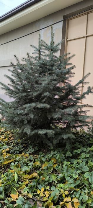 Голубой ель арчалари сотилади