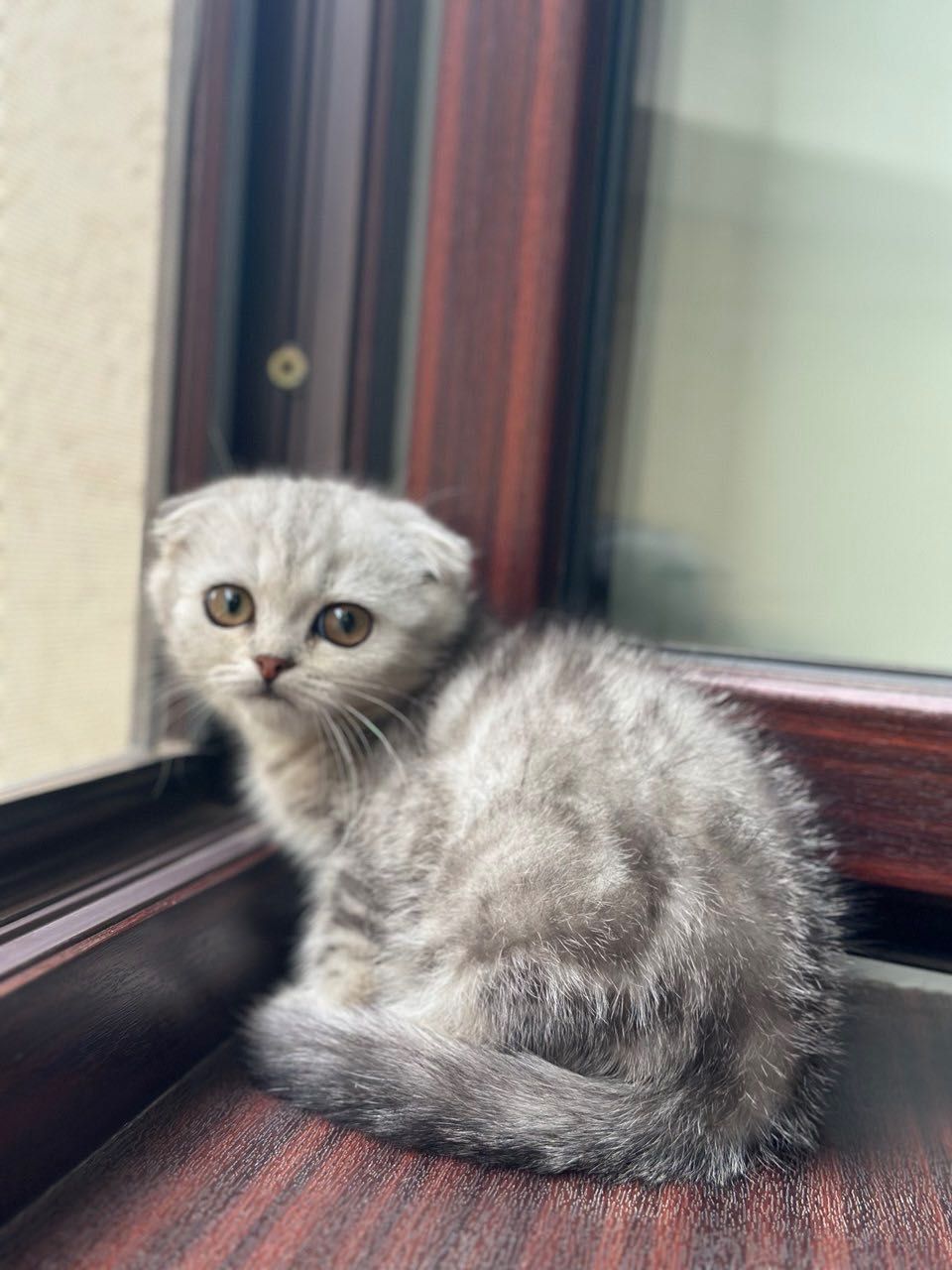 Чистокровные шотландские котята