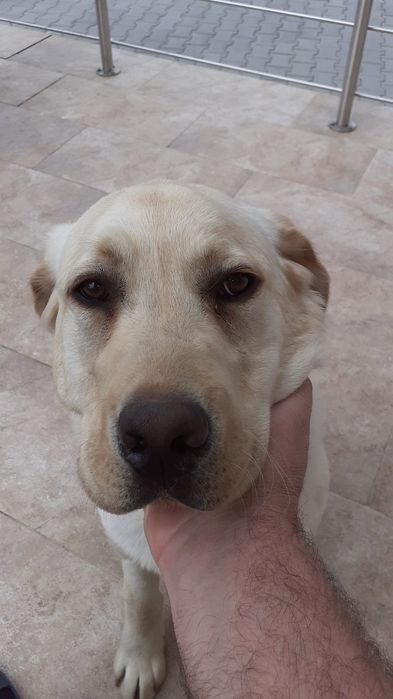 Lesă dresaj canin câini