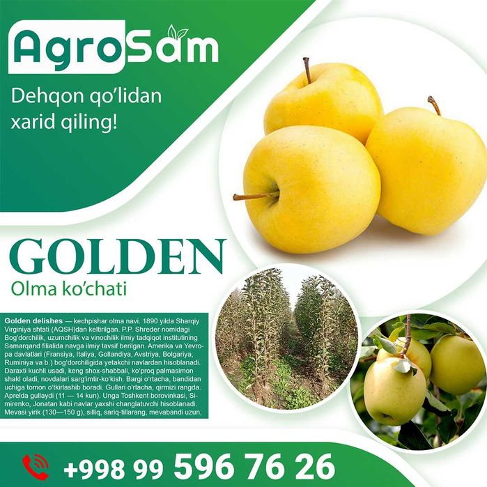 Олма Гилос Шафтоли Узум кўчатлари