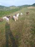Animale de rasa tinere