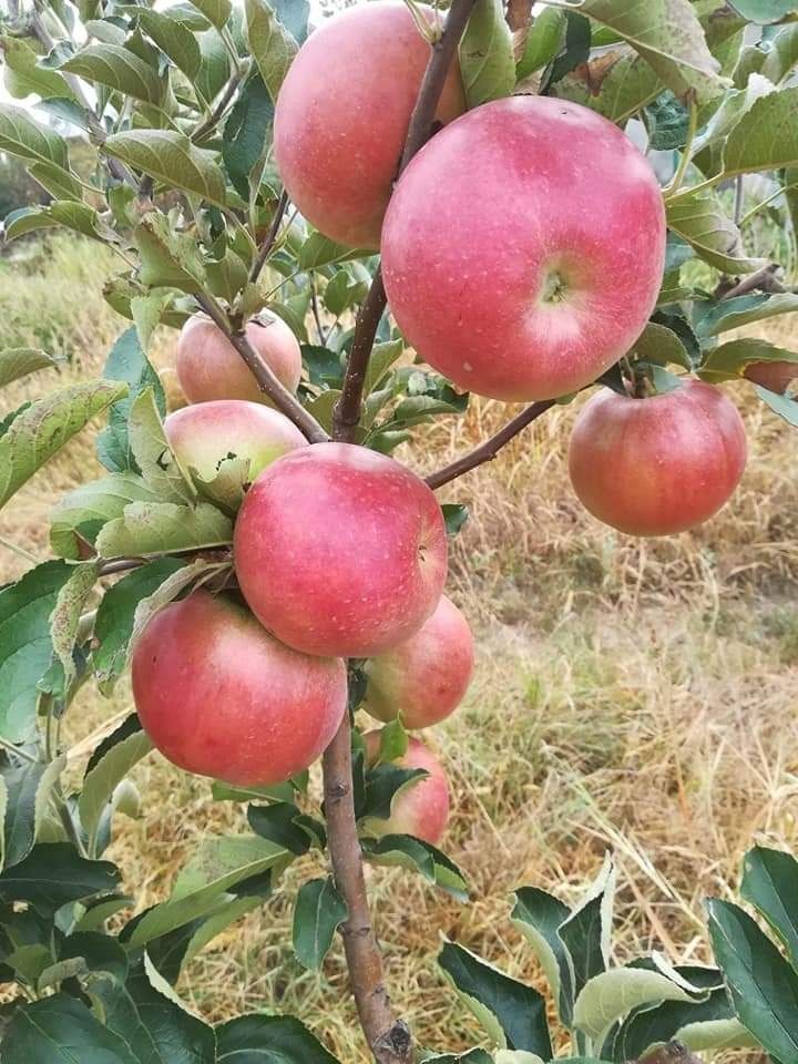 Pomi fructiferi,arbuști fructiferi, nuci