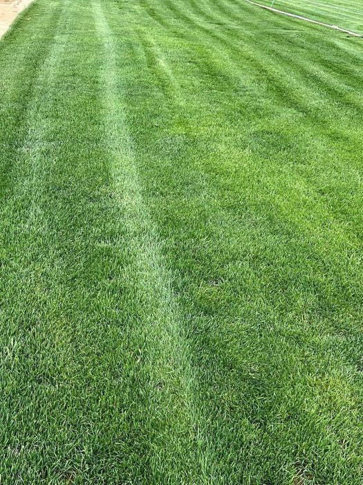 Gazon ekamiz urugdan.