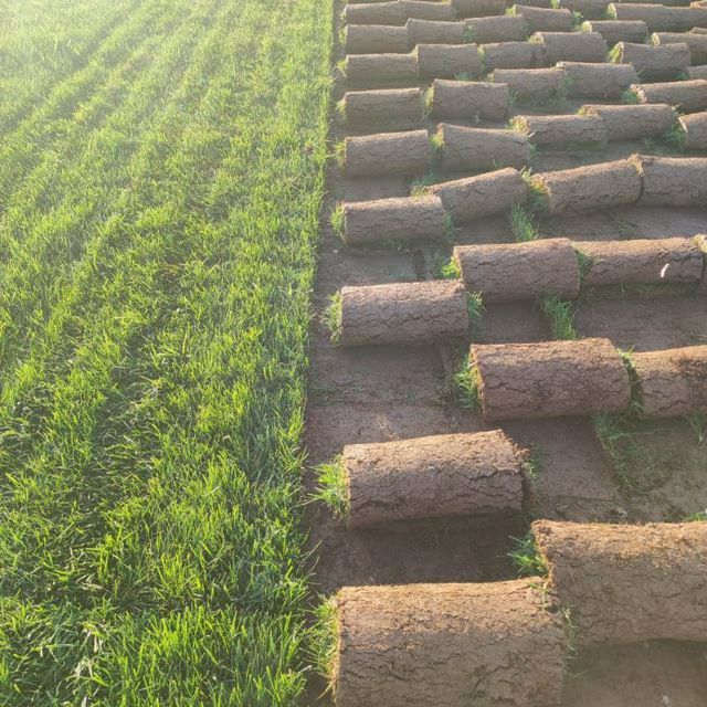 Gazon ekish archa kesish