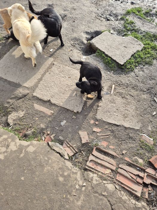 Donez cățeluși talie mica