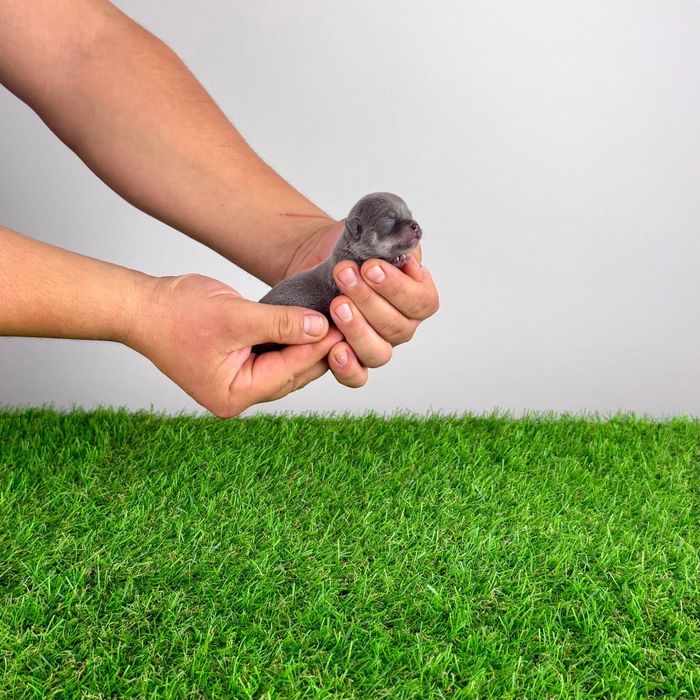 Pui Chihuahua cu pedigree