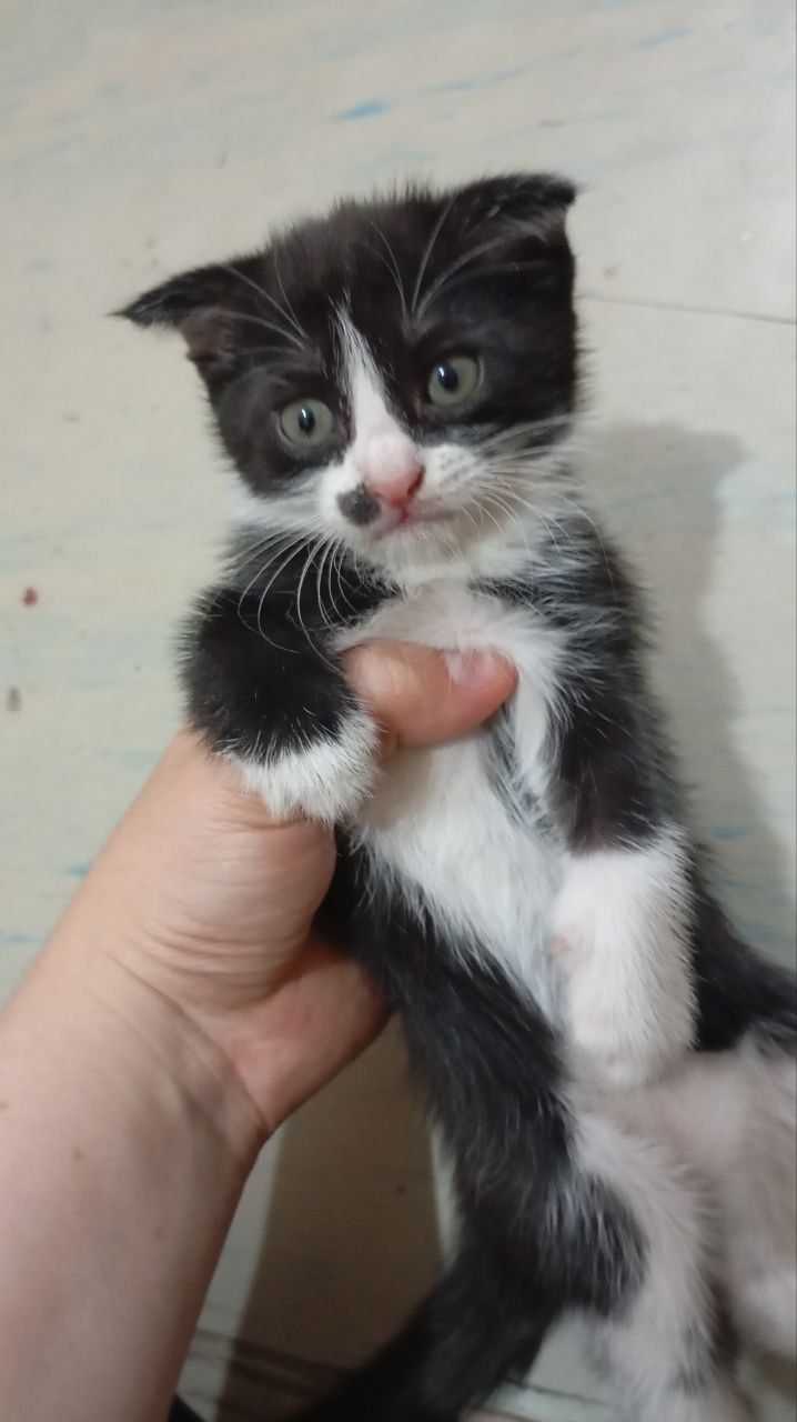 Котята.  1 месяц.  Отдадим в хорошие руеи