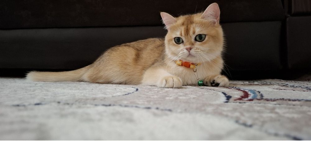 Mushuk, shinshilla