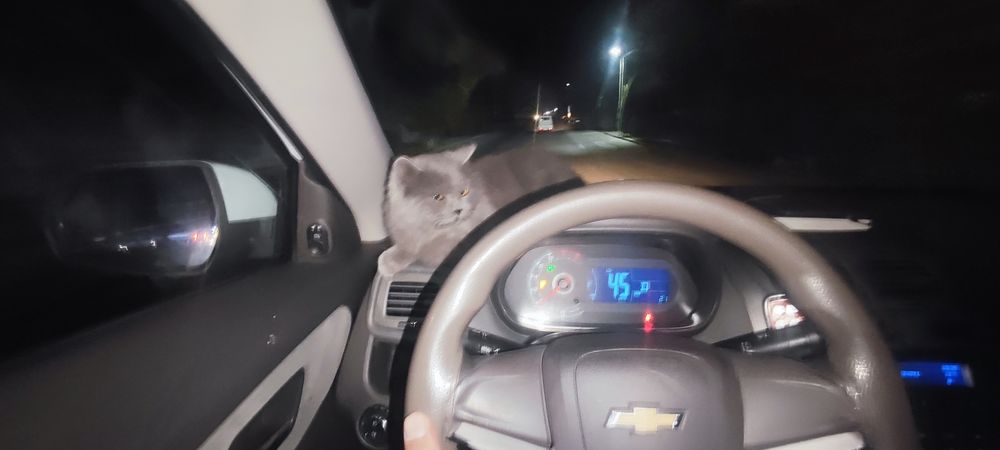 Zotli erkak mushuk sotiladi