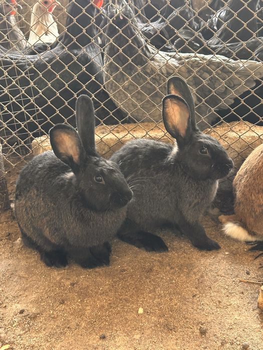 Quyonla sotiladi zoti otasi burgunder onasi velikan