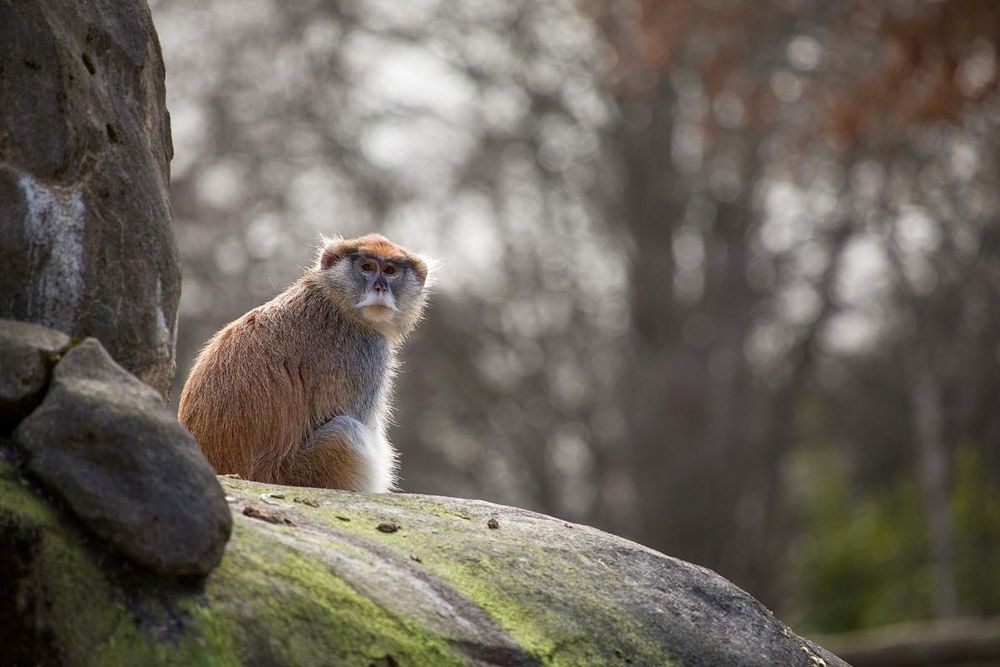 Canon 75-300mm f/4-5.6 II EF обектив Канон