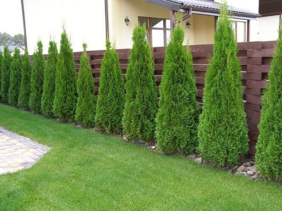 Туя смарагд Голубая ель, Ланшафтный дизайн бесплатно при покупки наши