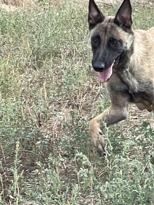 Белгийска овчарка -Малиноа