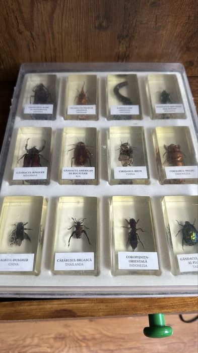 Colectie insecte DeAgostini