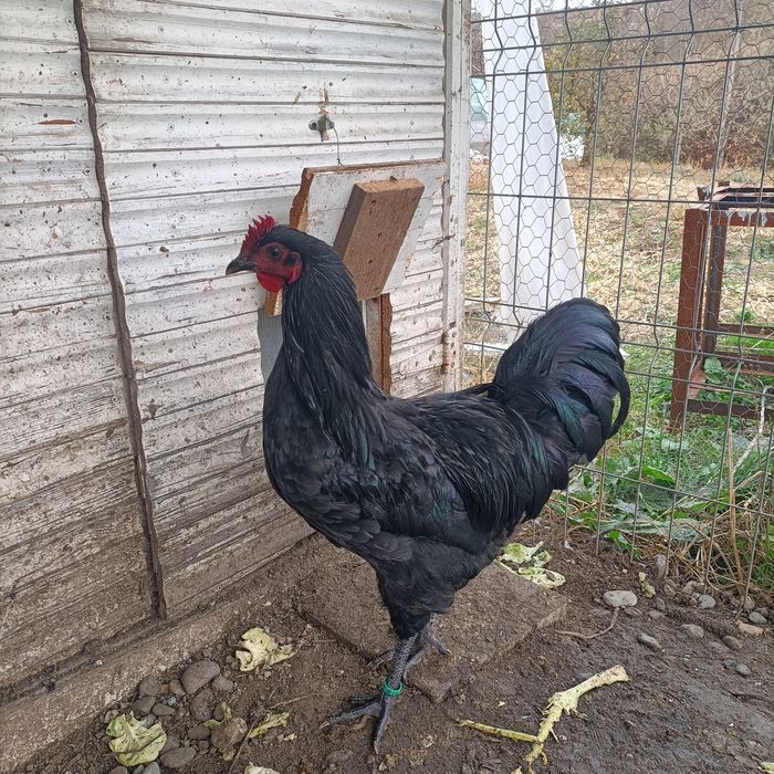 Cocos Australorp