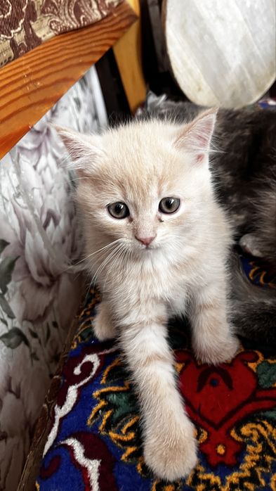 чистопородный скотиш страйт