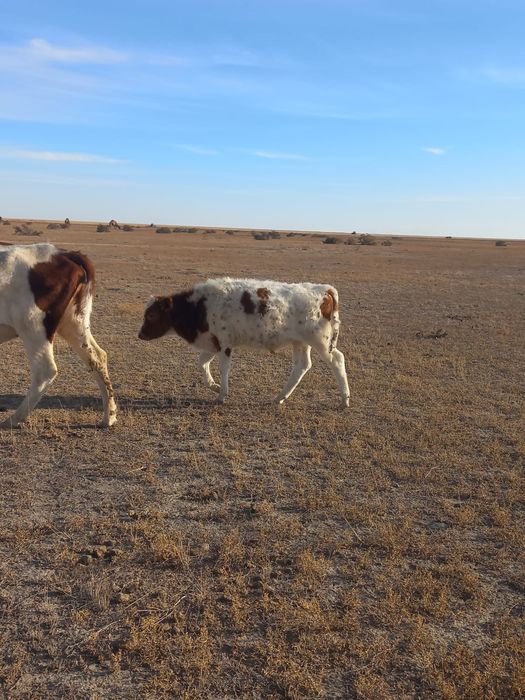 Еркек бұзау сатылады
