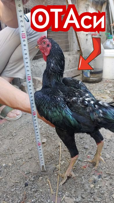 КО ШАМО японка хуроз жужалари сотилади