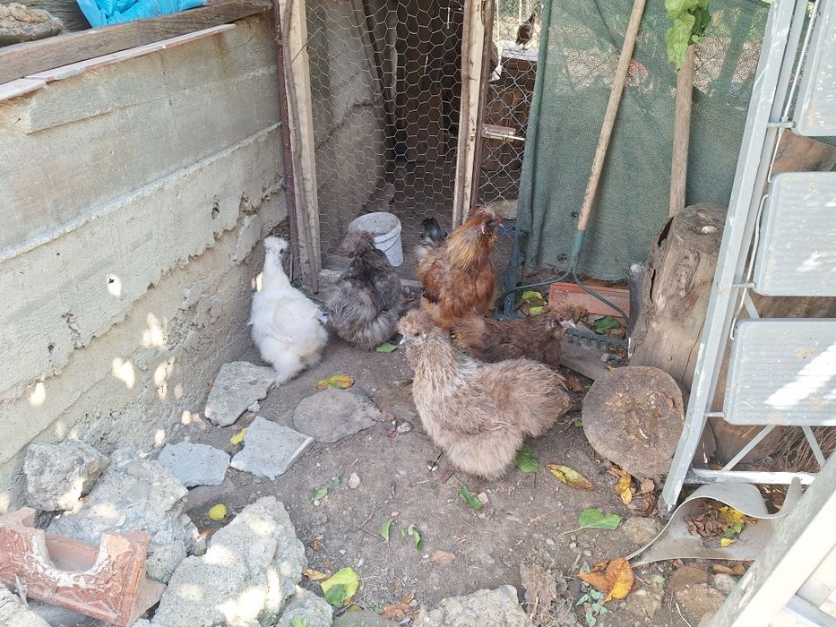 Vând Famile Mătase Japoneza 4+1