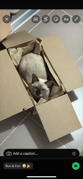 Pisica Siameza De adoptat