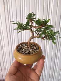 Бонсай, bonsai , mini bonsai mame