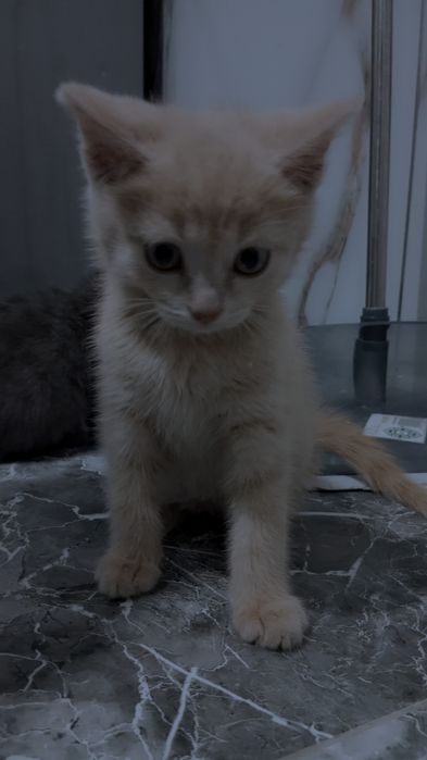 Отдаём котят в хорошие руки