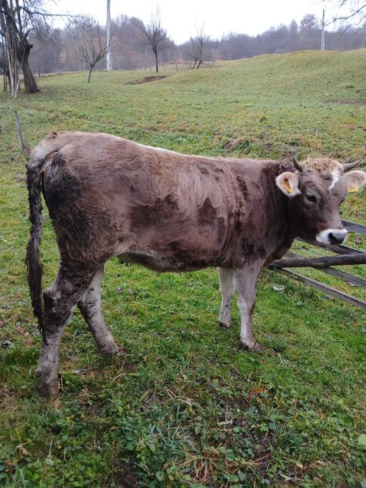 Jurinca a făta in 5 luni