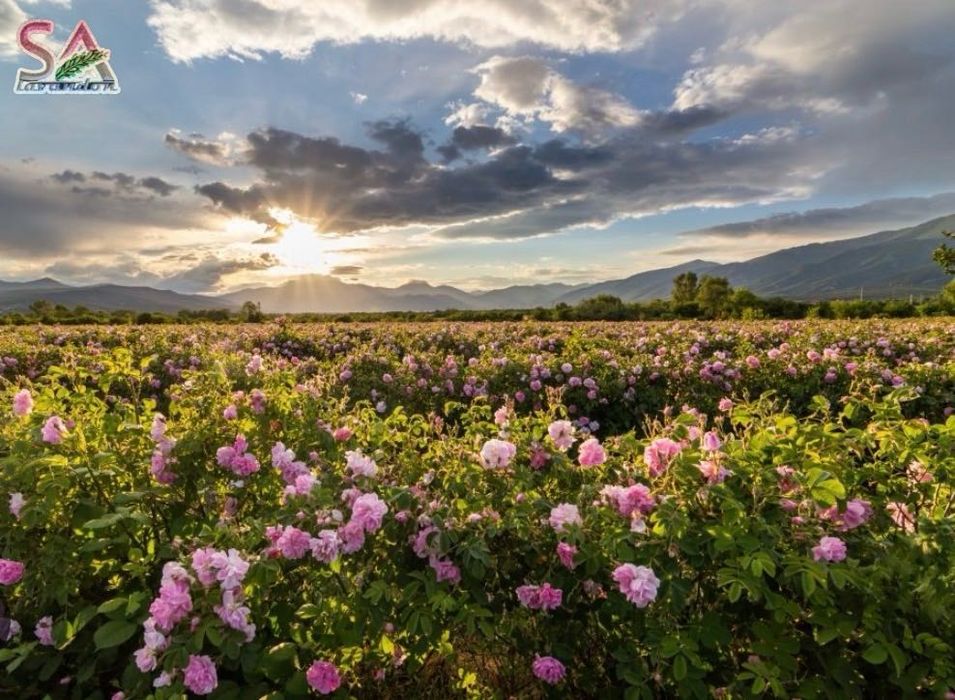 Trandafiri Dulceata,Lavanda Angustifolia Sevtopolis