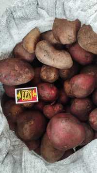 семена картофеля продам