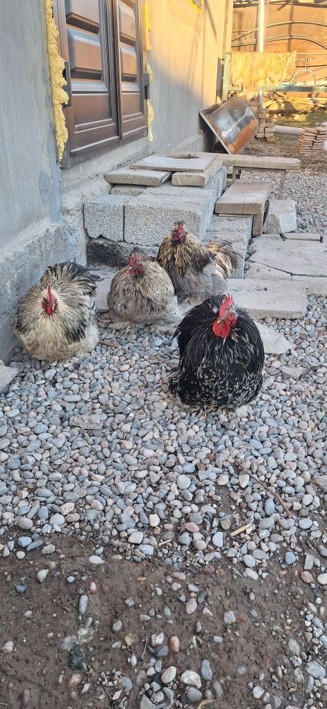 Yaponlar sotiladi