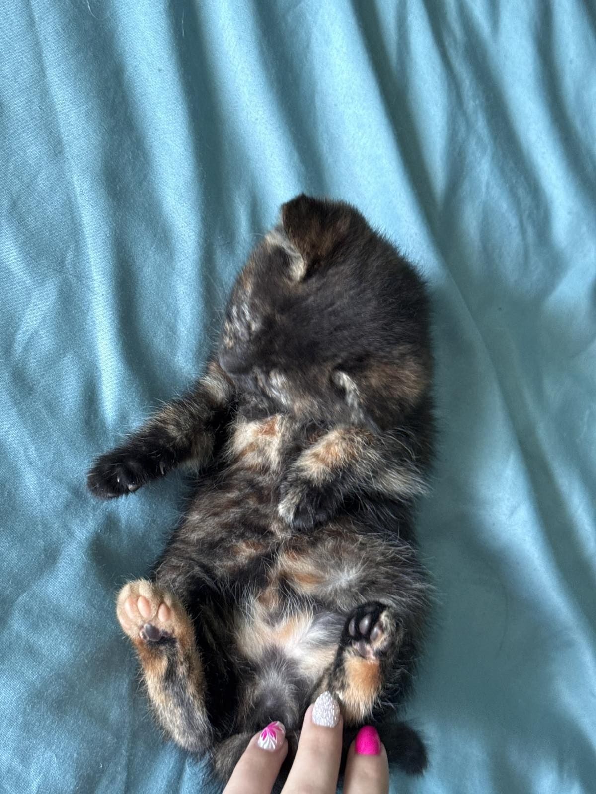 Котенца търсят своят дом