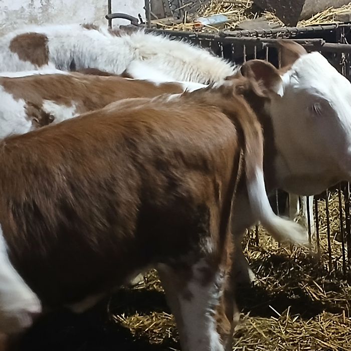 Vitei Intarcati tăurasi si vitele