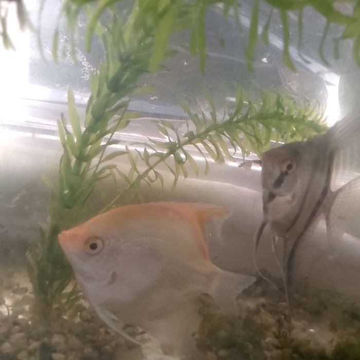 Продажа рыбы скалярии