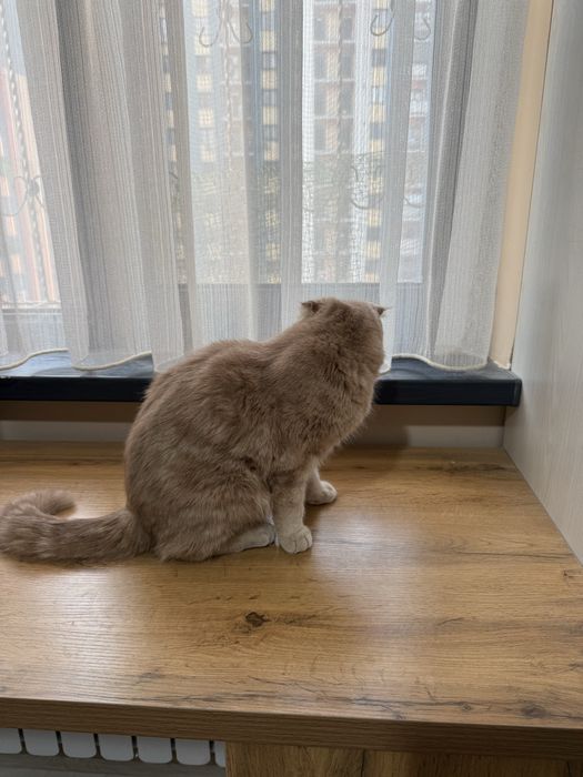 Шотландская вислоухая